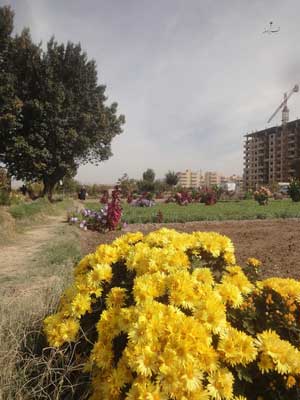 باغ سبزی حکم اباد